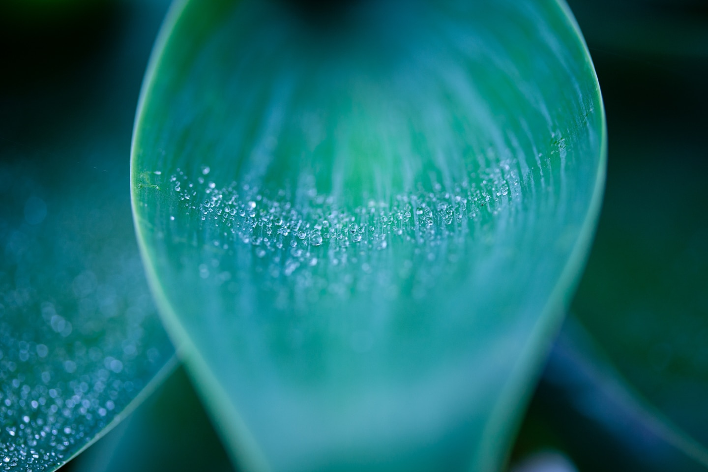 teal succulent leaf
